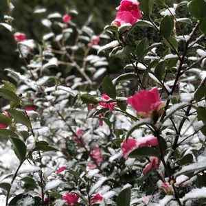 Meet your Posher, Miranda